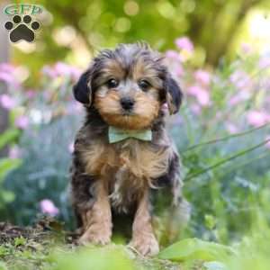 Lincoln, Yorkie Poo Puppy